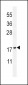 PLA2G2D Antibody (C-term)